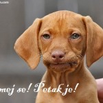 petakdog